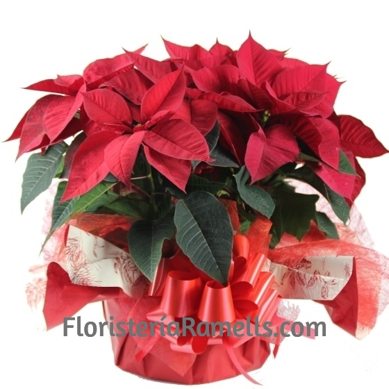 Composición flores de Navidad