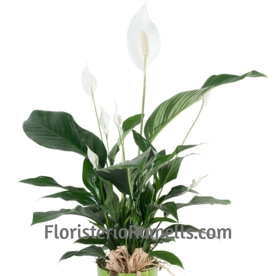 Planta Spathiphyllum