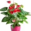 Planta de Anthurium