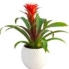Planta Guzmania con cerámica