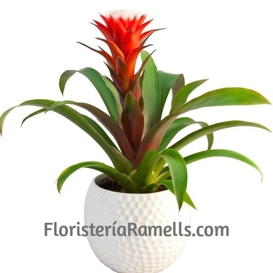 Planta Guzmania con cerámica